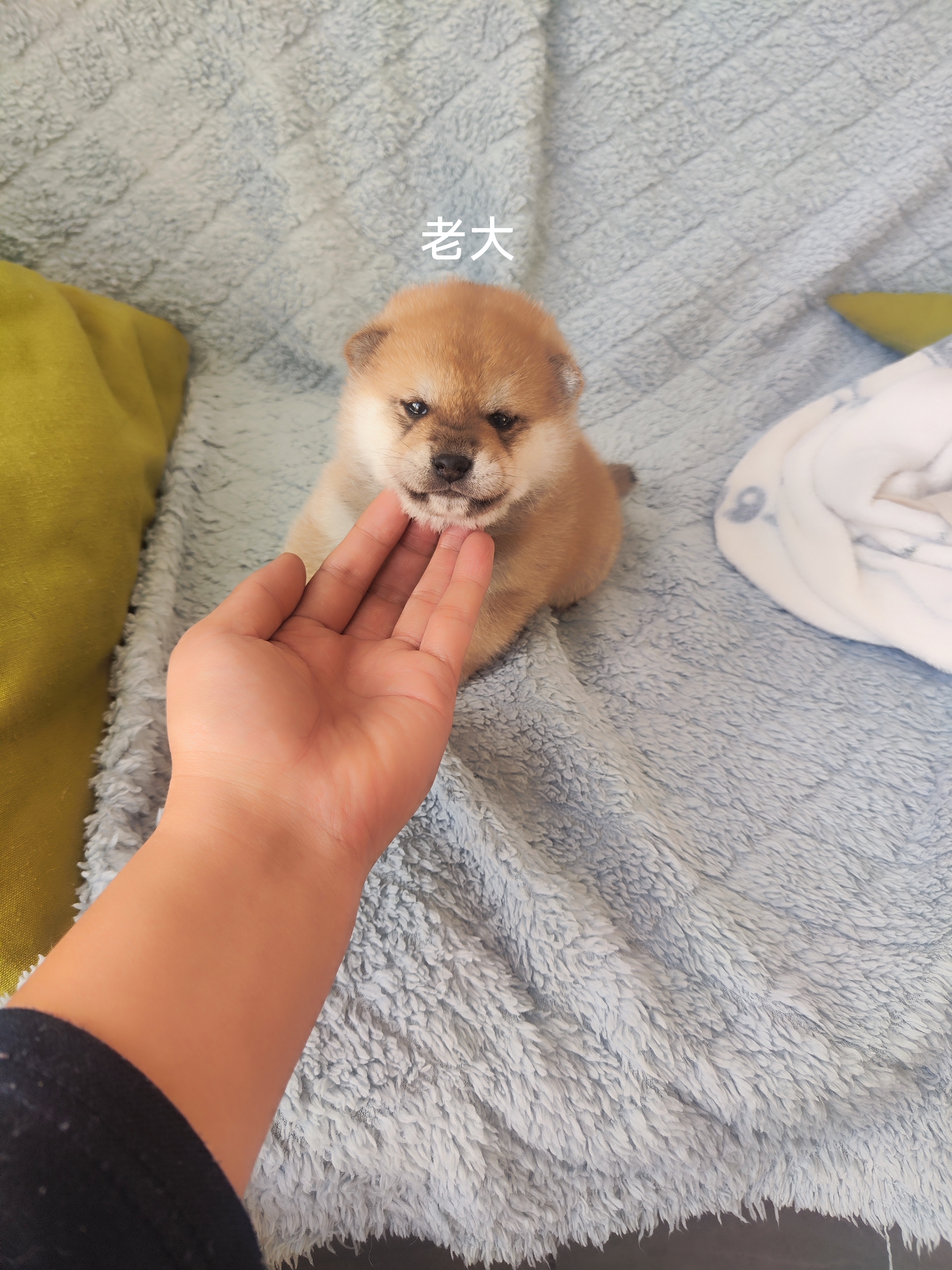 精品柴犬小公，自家繁殖。有喜欢的吗。
